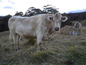 2012-08-16-024 Milo (c) Greg McFarlane.jpg